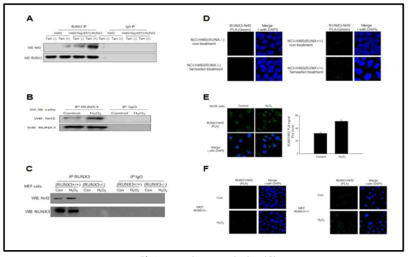 NRF2와 RUNX3의 상호결합