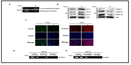 WI-38 세포에서 마일드 산화적 스트레스 시 RUNX3의 프로모터 메틸화, DNA 메틸화 및 탈메틸화 효소 발현과 탈메틸화 효소 활성화