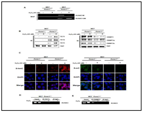 RUNX3+/+, RUNX3-/- MEF 세포에서 마일드 산화적 스트레스 시 RUNX3의 프로모터 메틸화와 DNA 메틸화 및 탈메틸화 효소 발현과 탈메틸화 단백질 활성