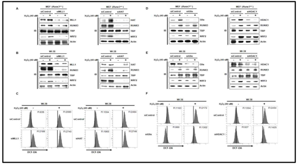 히스톤 변형 단백질 발현 억제 시 RUNX3 및 항산화효소 단백질 발현 및 세포내 활성 산소종 생성
