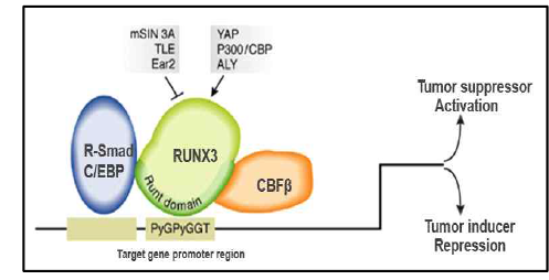 전사인자로 작용하는 암 억제 단백질 RUNX3