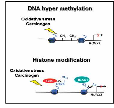 RUNX3 불활성화의 후성 유전학적 변형 기전: DNA 메틸화(그림 상) 및 히스톤 메틸화 또는 탈아세틸화(그림 하) (Chuang and Ito, 2010)