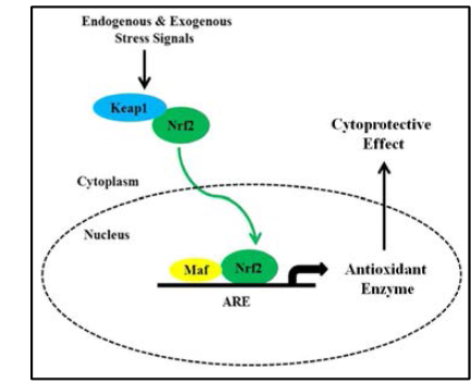 항산화 효소 전사인자 Nrf2의 활성화 기전