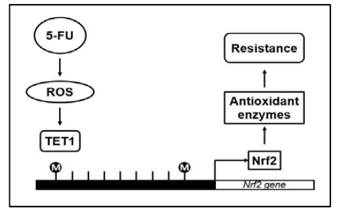 DNA 메틸화에 의해 발현이 조절되는 Nrf2