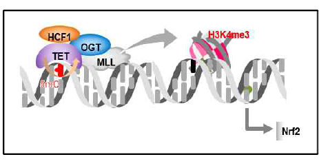 DNA 탈메틸화 효소와 히스톤 메틸화 효소 상호작용에 의해 발현이 조절되는 Nrf2