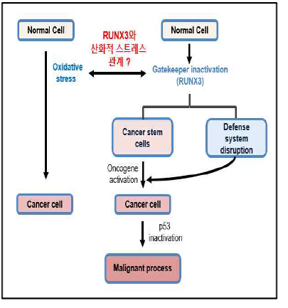 산화적 스트레스와 gatekeeper RUNX3와의 관련성