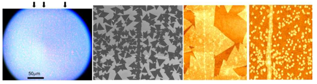 CNT/MoS2 이종접합구조 (왼쪽부터 광학현미경, SEM, AFM 이미지)