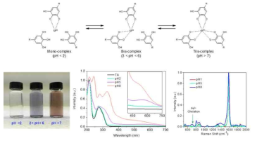 pH 조절을 통한 유기분자+전이금속 배위결합 수 조절, pH 변화에 따른 탄소나노튜브 분산 수용액의 색변화, UV-vis absorption spectrum, Raman spectroscopy 분석결과