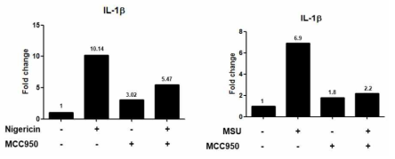 대식세포에서 Nigericin 및 MSU에 의한 IL-1β ELISA 분석