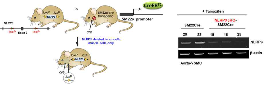 혈관특이적 NLRP3 유전자 결손 SM22Cre-NLRP3f/f 마우스 생산 및 발현억제 확인