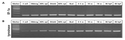넙치 수정란의 발생단계에 따른 tyrosinase의 RT-PCR 발현 양상
