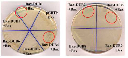 Bax-DUB1, Bax-DUB2, Bax-DUB3, Bax-DUB4가 Bax와 상호작용하는 것을 확인함