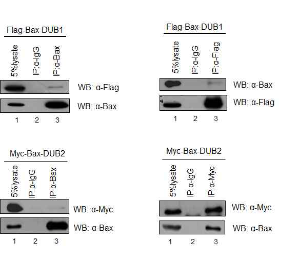 두 단백질분해조절 효소 Bax-DUB1, Bax-DUB2 모두 Bax와 결합하는 것이 확인됨