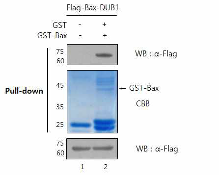 두 단백질분해조절 효소 Bax-DUB1이 Bax와 직접적으로 결합하는 것이 확인됨 (CBB: Comaisse Brilliant Blue)