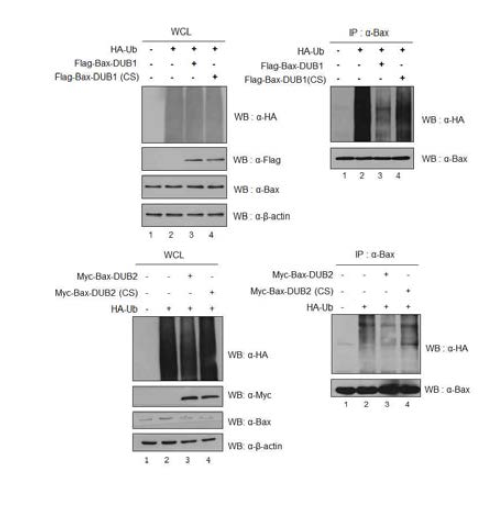 Bax-DUB1, Bax-DUB2가 각 세포에서 과발현됨에 따라 Bax의 유비퀴틴화 정도를 감소시킴. Bax-DUB1은 Bax에 대해 단백질분해조절 효소로서 활성을 가짐