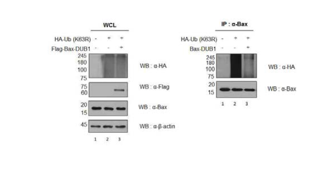 Bax-DUB1에 의해 Bax의 K63을 통한 다중유비퀴틴 고리 발현이 감소함. K63을 통해 Bax를 조절함