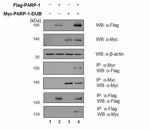 PARP-1-DUB과 PARP1이 결합함을 면역침강법을 통해 확인