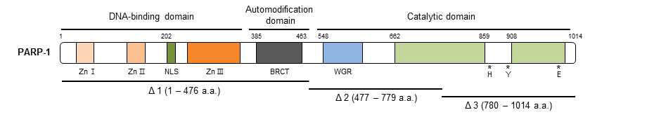 각 도메인별로 PARP-1 deletion construct 클로닝