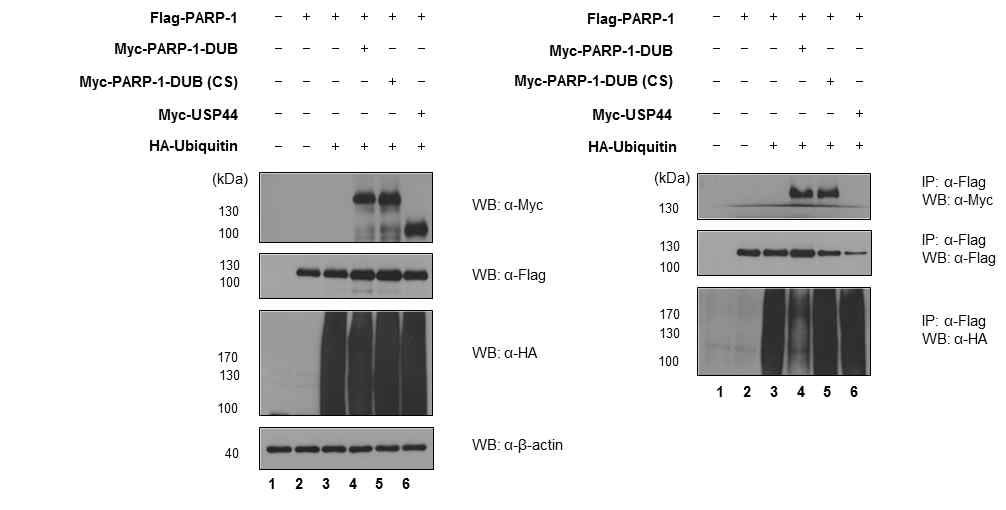 PARP-1-DUB이 PARP-1의 유비퀴틴화를 감소 시키는 것을 확인함으로써 단백질분해조절 효소로서의 활성 확인. USP44는 negative control로 사용되었으며 PARP-1-DUB (CS)는 단백질분해조절 효소의 활성을 제거한 것으로써 효소 활성에 대한 negative control로 사용된 것임