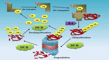 세포내 유비퀴틴화 및 탈유비퀴틴화 과정 모식도. 유비퀴틴은 E1-E2-E3 효소 반응과정을 거쳐 목표 단백질에 부착되며, 프로테아좀에 의해 분해가 완료된 단백질로부터 떨어져 나온 유비퀴틴은 단백질분해조절 효소에 의해 재사용이 가능하도록 조절됨. 분해가 된 단백질 절편들은 항원제시 등 세포의 신호전달 매개체로 활용되기도 함