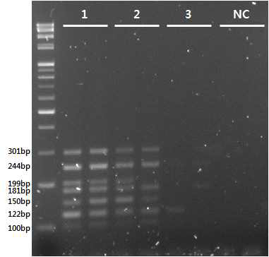 Multiplex PCR primer의 PCR조건 확인. PCR 한번으로 각각의 단백질분해조절 효소 발현을 확인할 수 있음. (1: template cDNA 1/20 dilution, 2: template cDNA 1/50 dilution, 3: template cDNA 1/100 dilution, NC: PCR negative control)