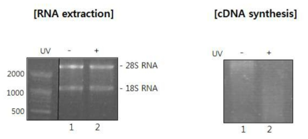UV 처리된 세포와 처리되지 않은 세포에서부터 추출한 RNA와 합성한 cDNA를 확인함