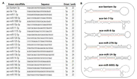 마이크로RNA annotation 획립 및 precursor 구조 예측 (A) 150개의 known 마이크로RNA (B) 마이크로RNA precursor 구조 예측 예시