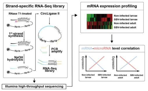strand-specific RNA-Seq library 제작, 분석