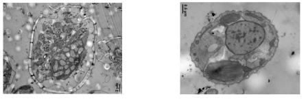 연구기간 동안에 단종배양체를 확립한 저서 와편모류 Thecadinium kofoidii와 저서 은편모류 Rhodomonas salina의 투과전자현미경 (TEM) 사진