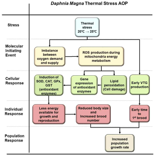 물벼룩(D. magna) 열 스트레스 독성발현경로(AOP)