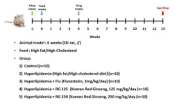 고지방/고콜레스테롤 식이로 유발된 고지혈증 동물모델에서 홍삼 투여에 의한 효능 검증 모식도