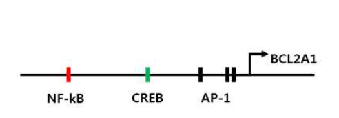 Bcl2A1 promoter 상의 transcription factor binding sites 예상도
