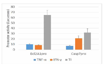 사이토카인을 이용한 Bcl2A1과 Casp7의 Promoter assay