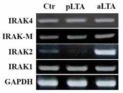 LTA에 의한 IRAK family mRNA 발현 변화