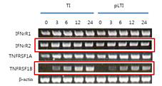 TNF-α와 INF-γ 수용체의 mRNA 발현변화 측정