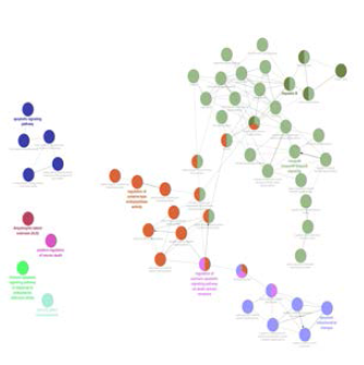 TI 처리에 의한 apoptosis 관련 유전자의 발현 증가