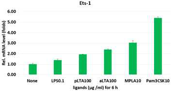 TLR ligands 처리에 의한 Ets-1 mRNA 발현변화