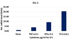 Cytokine 처리에 의한 Ets-1 mRNA 발현변화