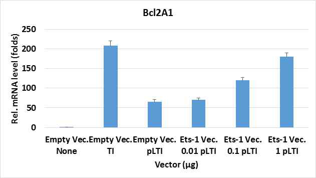 Ets-1 발현벡터를 이용한 Bcl2A1 mRNA 발현 유도