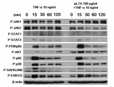 TNF-α에 의한 신호전달 변화