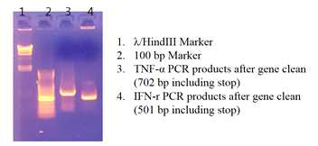 Insert용 PCR products