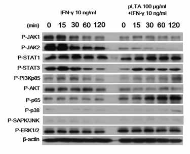 INF-γ 에 의한 신호전달 변화