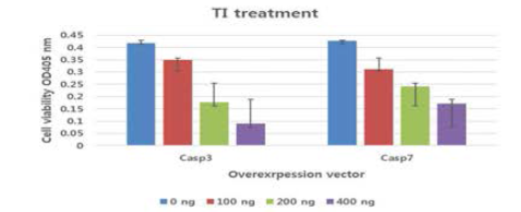 Casp-3/Casp-7 siRNA 형질전환에 의한 세포의 자가사멸 억제