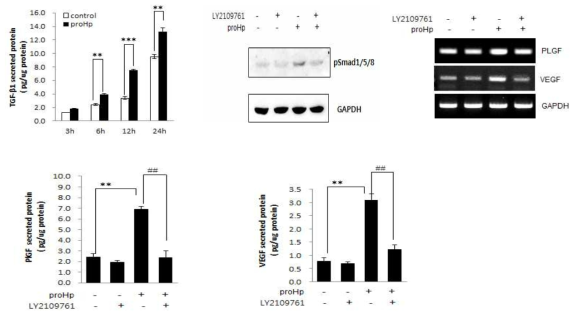 Involvement of TGF-β signaling in proHp-increased PlGF and VEGF expressions