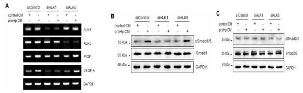 ALK1-mediated Smad1/5 phosphorylation, and PlGF and VEGF-A expression