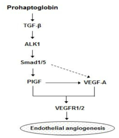 The proposed signaling pathways in proHp-induced angiogenesis