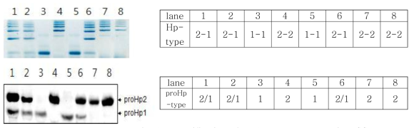 Identification of 3 phenotype-proHps in HCC sera