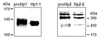 ProHp & Hp in non-reducing condition