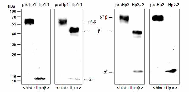 ProHp & Hp in reducing condition