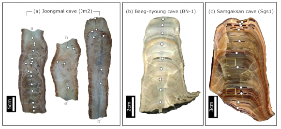 이번 연구에서 분석한 주요 석순 시료의 단면. 충청북도 단양군 중말수직굴 석순(왼쪽), 강원도 평창군 백룡동굴 석순(중간; Jo et al., 2017), 영월군 삼각산수직굴 석순(오른쪽). 단면 상에 하얀색으로 표시한 각 점들은 우라늄 계열 연대측정 위치를 지시하며, 삼각산수직굴 석순 단면의 사각형은 그림 3에 제시한 박편관찰 부분을 지시